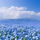 Illustration for article titled A never-ending ocean of 4.5 million flowers in Japan